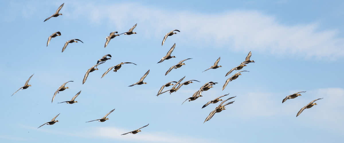 Officers and committees image