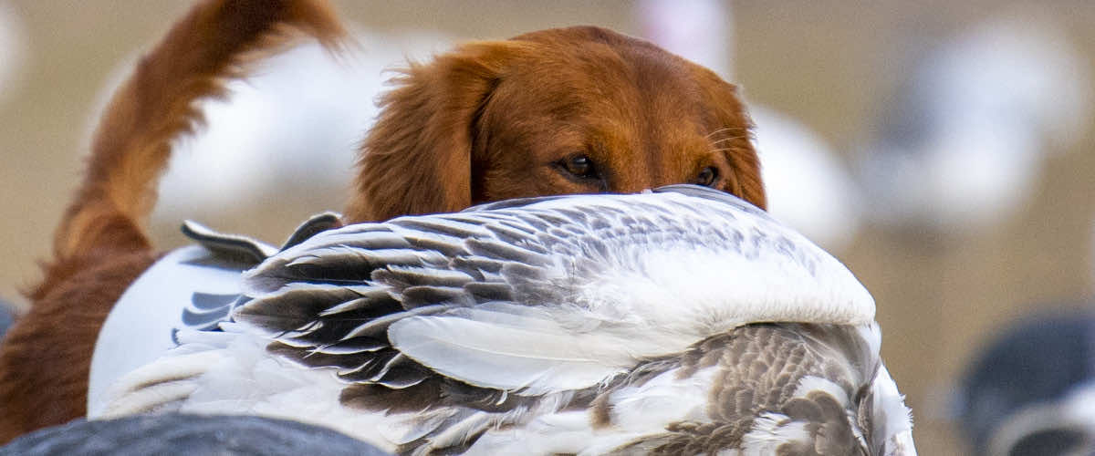 HRC Foundation Image