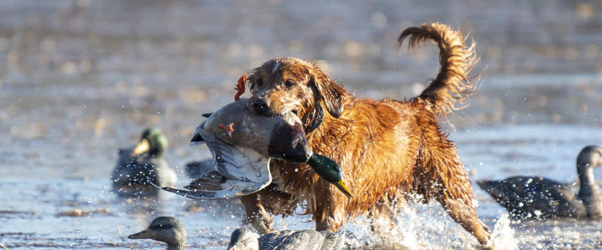 HRC Foundation Image